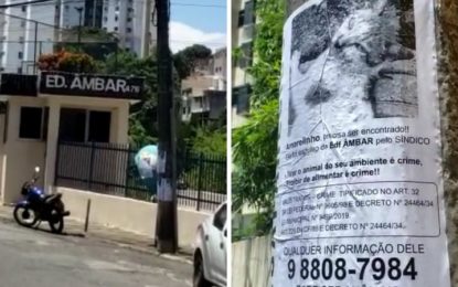 Ativistas denunciam síndico de condomínio de Salvador por expulsar gato que morava no local há 10 anos