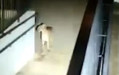 Vídeo: vigilante fica cara a cara com onça-parda durante ronda